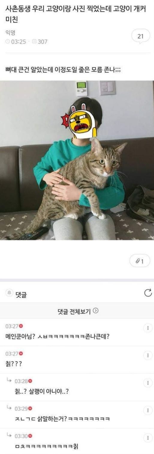 고양이.jpg